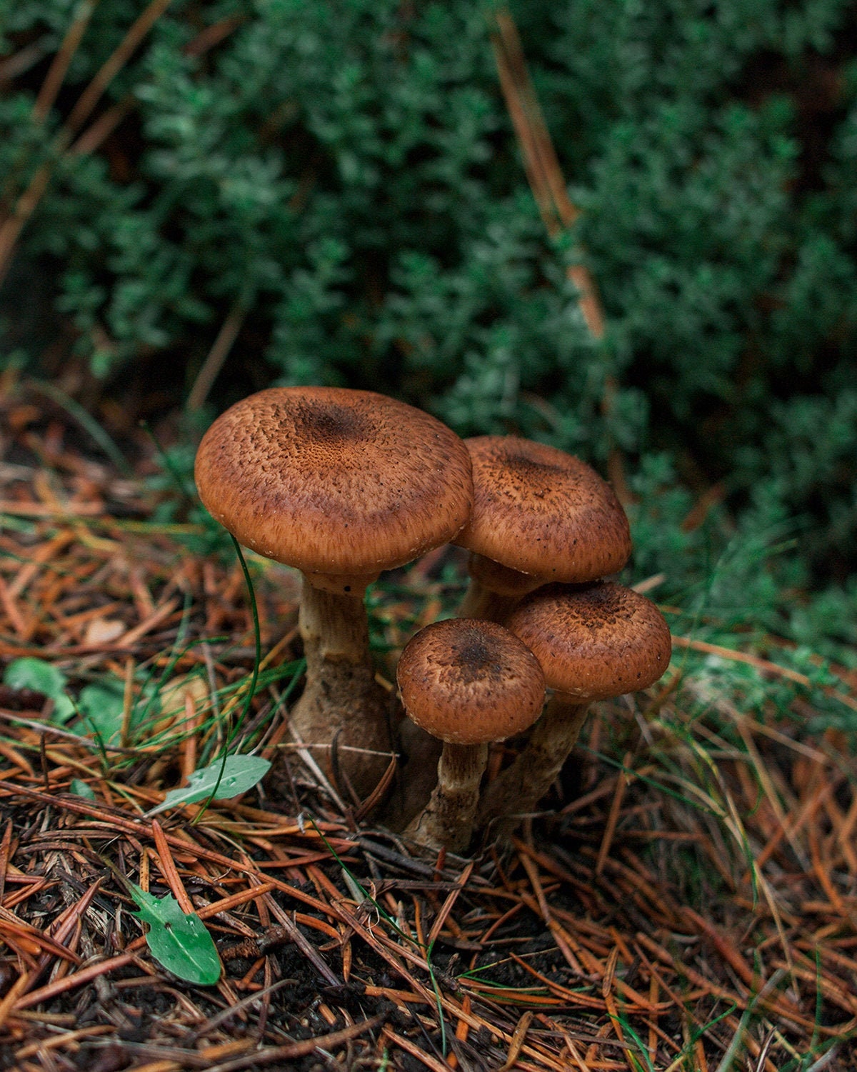 Mushroom Photo Print Cute Woodland Photography