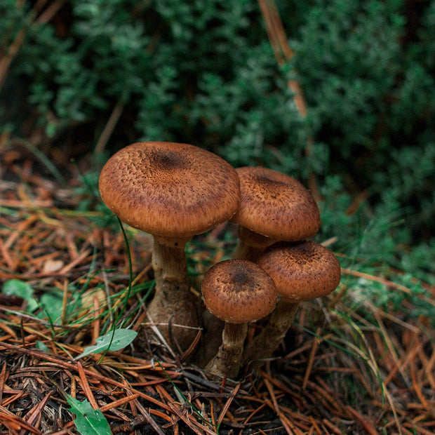 Mushroom Photo Print Cute Woodland Photography