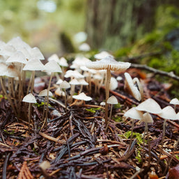 Tiny White Mushrooms Woodland Photography Pacific Northwest