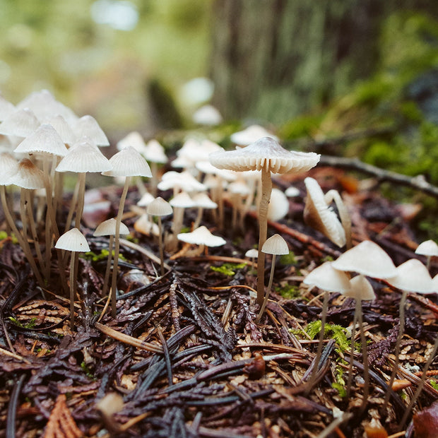 Tiny White Mushrooms Woodland Photography Pacific Northwest