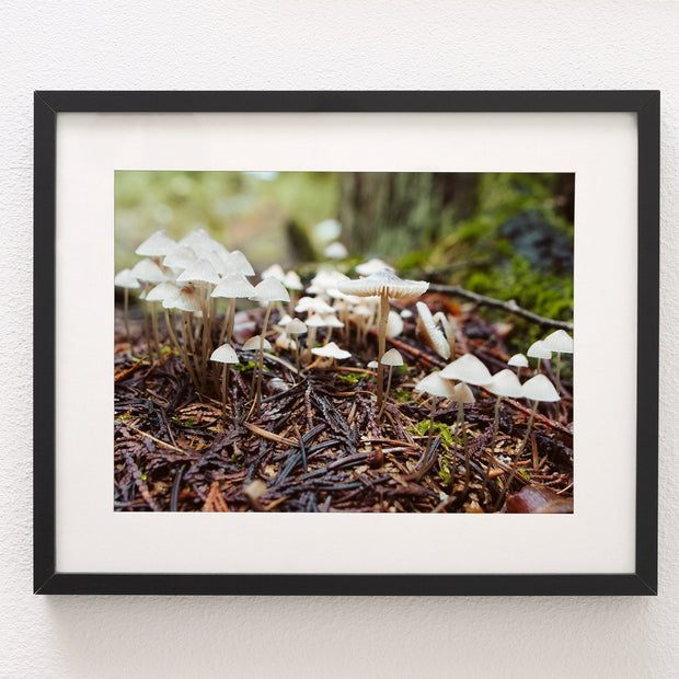 Tiny White Mushrooms Woodland Photography Pacific Northwest