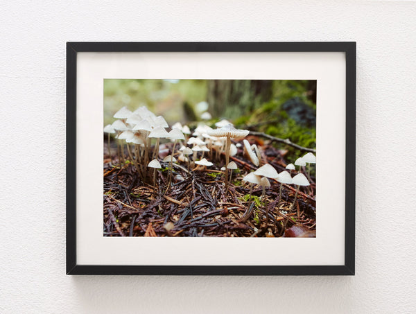 Tiny White Mushrooms Woodland Photography Pacific Northwest