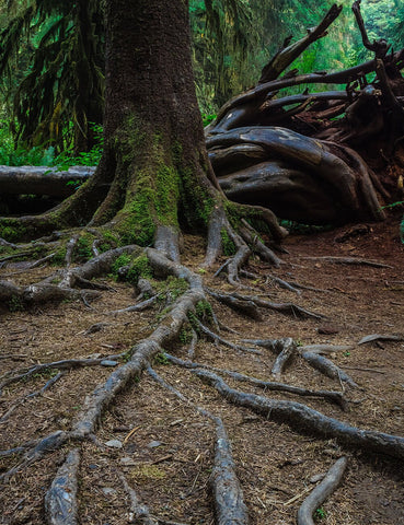 Sprawling Tree Roots Wall Art Print Olympic National Park