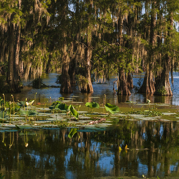 Cypress Bayou Photo Print Louisiana Nature Photography