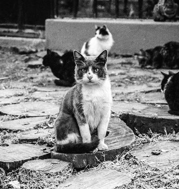 Stray Cats Film Photography Print Buenos Aires Argentina