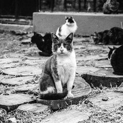 Stray Cats Film Photography Print Buenos Aires Argentina