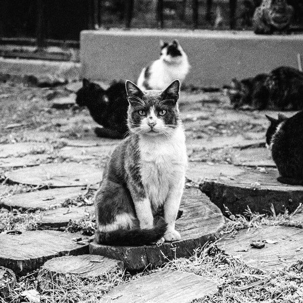 Stray Cats Film Photography Print Buenos Aires Argentina