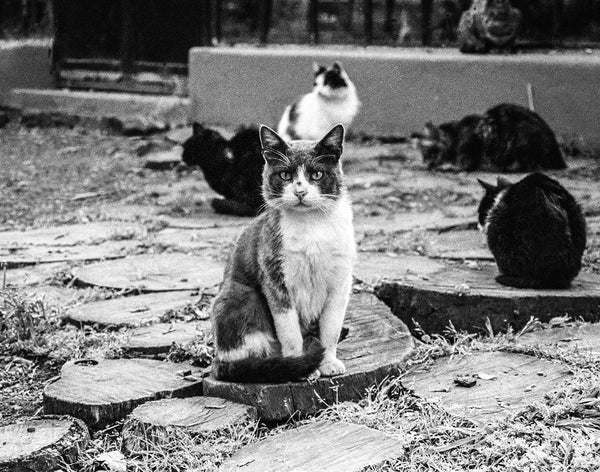 Stray Cats Film Photography Print Buenos Aires Argentina