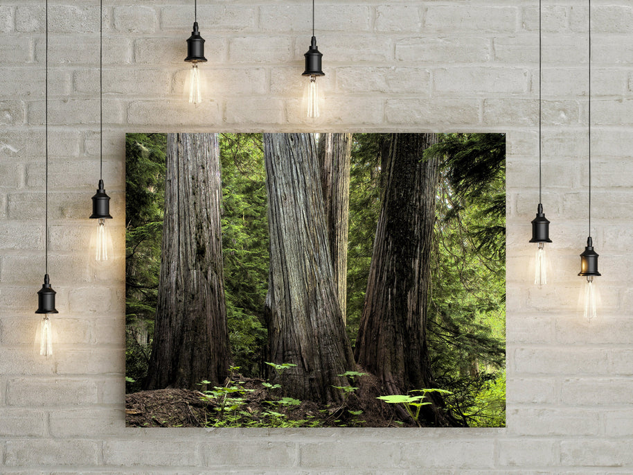 Pacific Northwest Cedar Forest Photo Print Nature