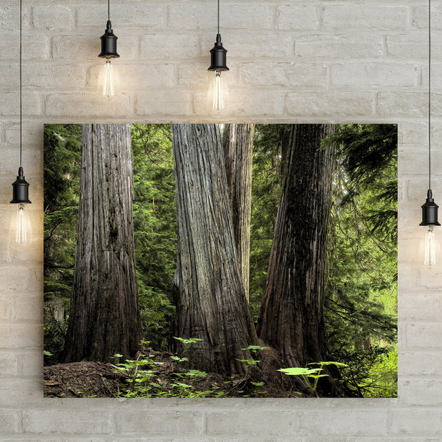 Pacific Northwest Cedar Forest Photo Print Nature