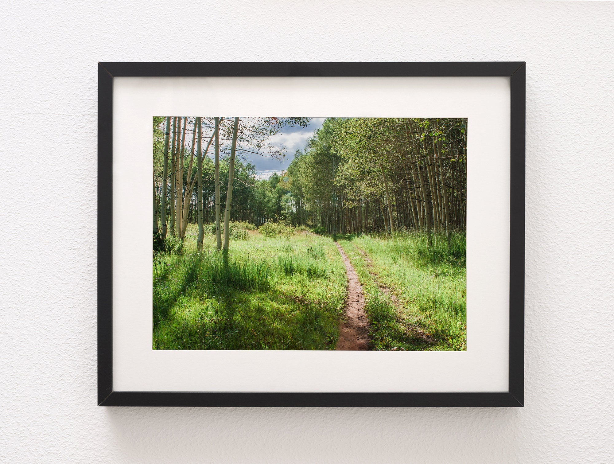 Mountain Trail Photo Print Aspen Forest Photography Hiking