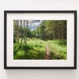 Mountain Trail Photo Print Aspen Forest Photography Hiking