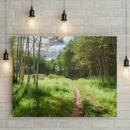 Mountain Trail Photo Print Aspen Forest Photography Hiking