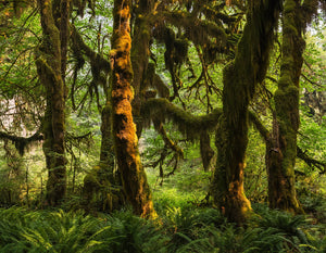 Mossy Sunlit Forest Photo Print Olympic National Park -