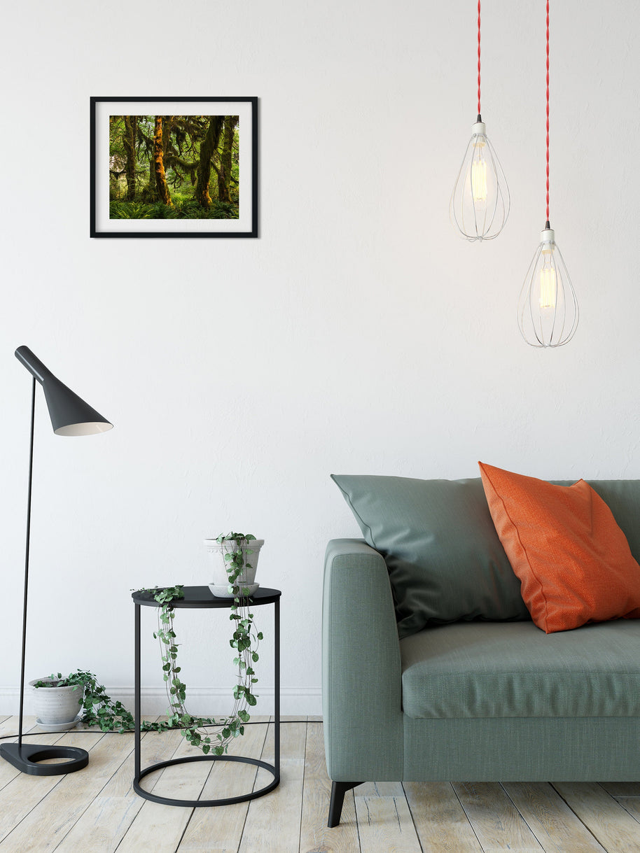 Mossy Sunlit Forest Photo Print Olympic National Park -