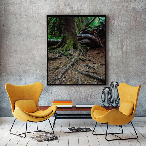 Sprawling Tree Roots Wall Art Print Olympic National Park