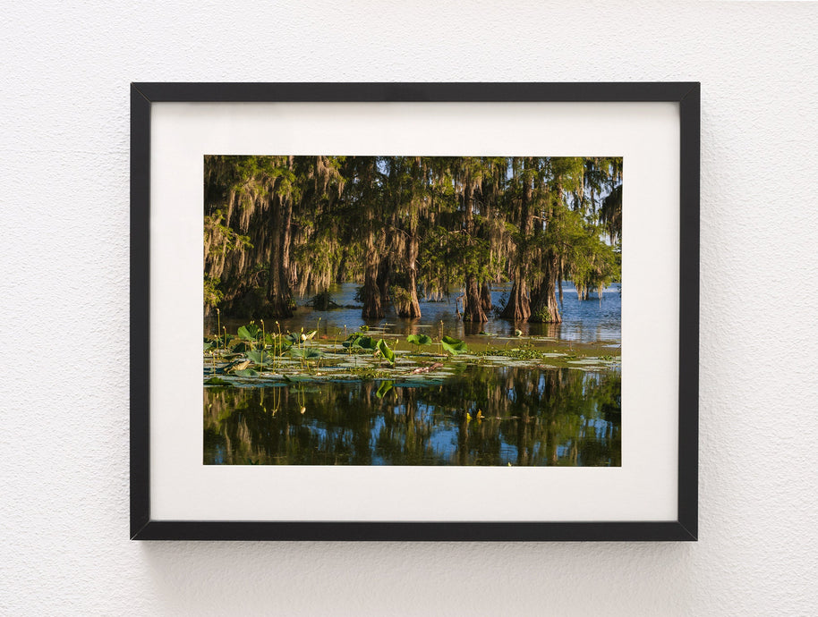 Cypress Bayou Photo Print Louisiana Nature Photography