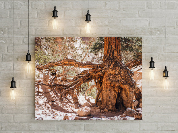 Desert Tree Roots Photo Print The Gatekeeper New Mexico