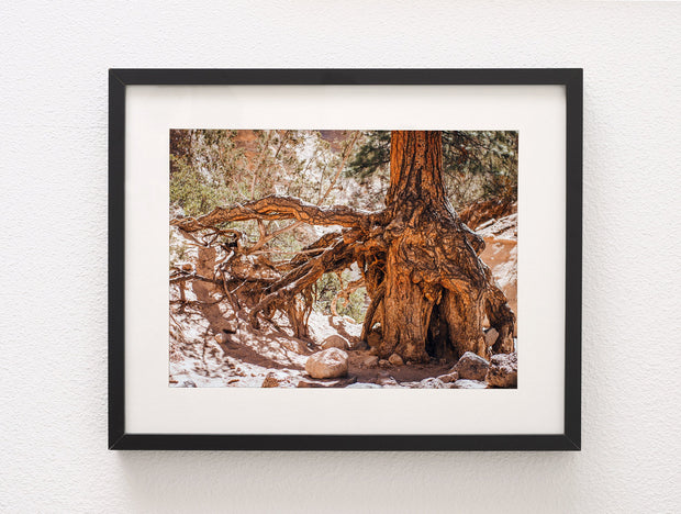 Desert Tree Roots Photo Print The Gatekeeper New Mexico