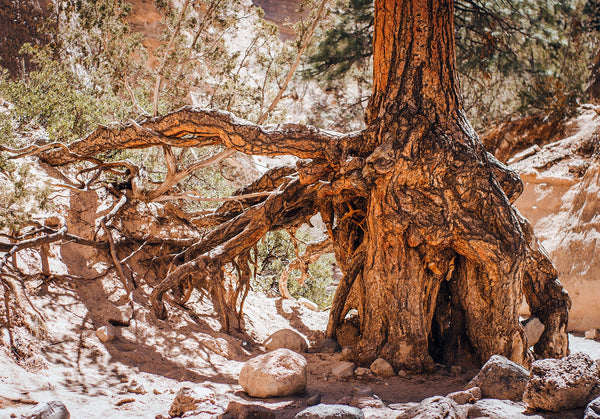 Desert Tree Roots Photo Print The Gatekeeper New Mexico