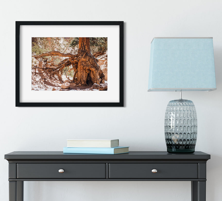 Desert Tree Roots Photo Print The Gatekeeper New Mexico