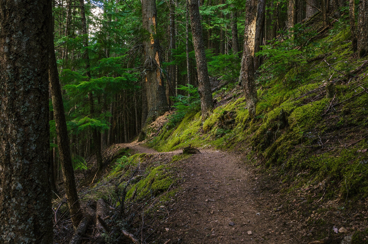 Mossy Hiking Trail Wall Art Print Cedar Forest Photography