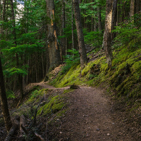 Mossy Hiking Trail Wall Art Print Cedar Forest Photography