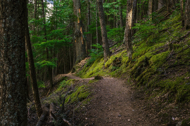 Mossy Hiking Trail Wall Art Print Cedar Forest Photography