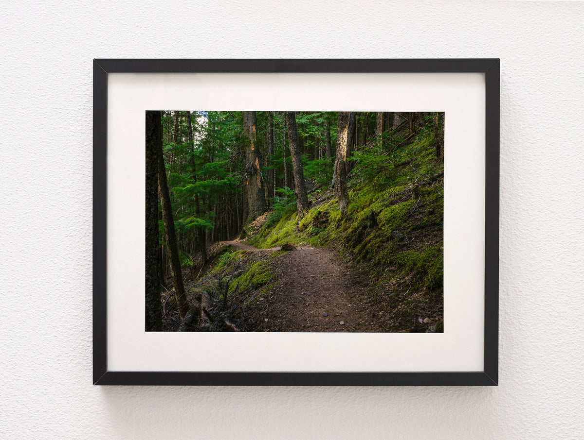 Mossy Hiking Trail Wall Art Print Cedar Forest Photography