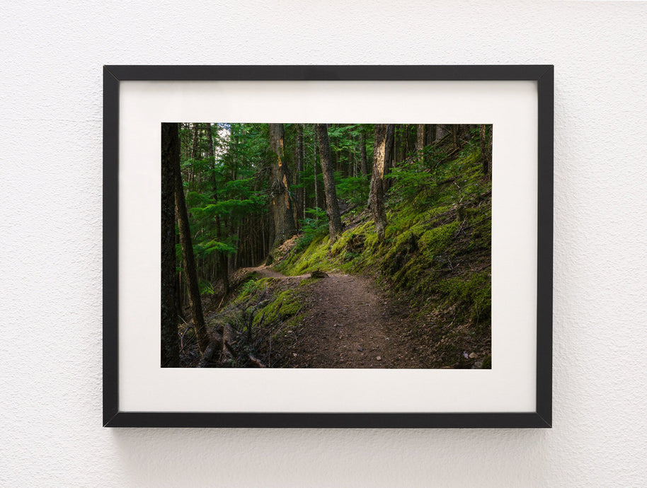 Mossy Hiking Trail Wall Art Print Cedar Forest Photography