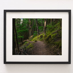 Mossy Hiking Trail Wall Art Print Cedar Forest Photography