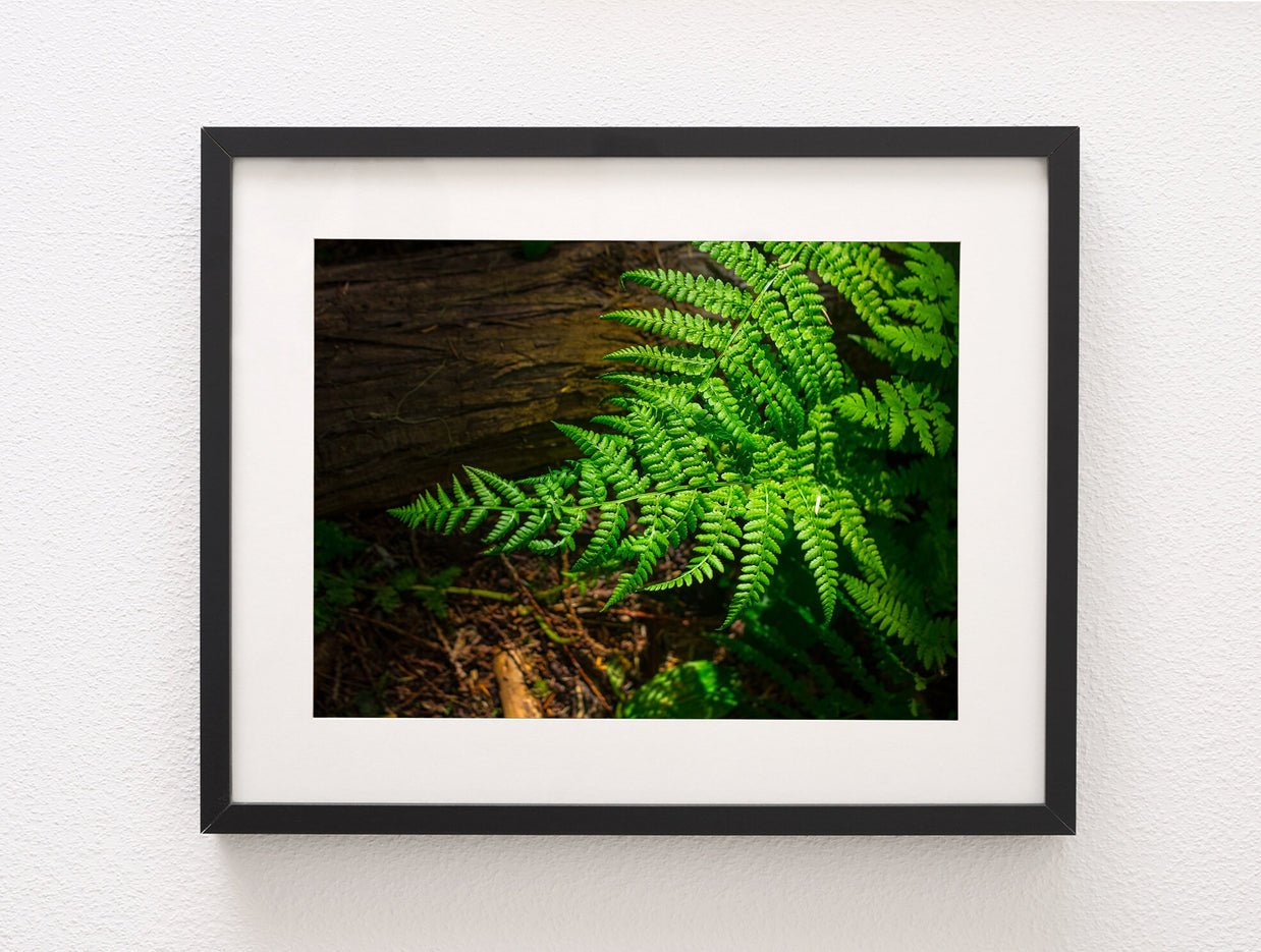 Glowing Green Fern Nature Photography