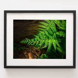 Glowing Green Fern Nature Photography
