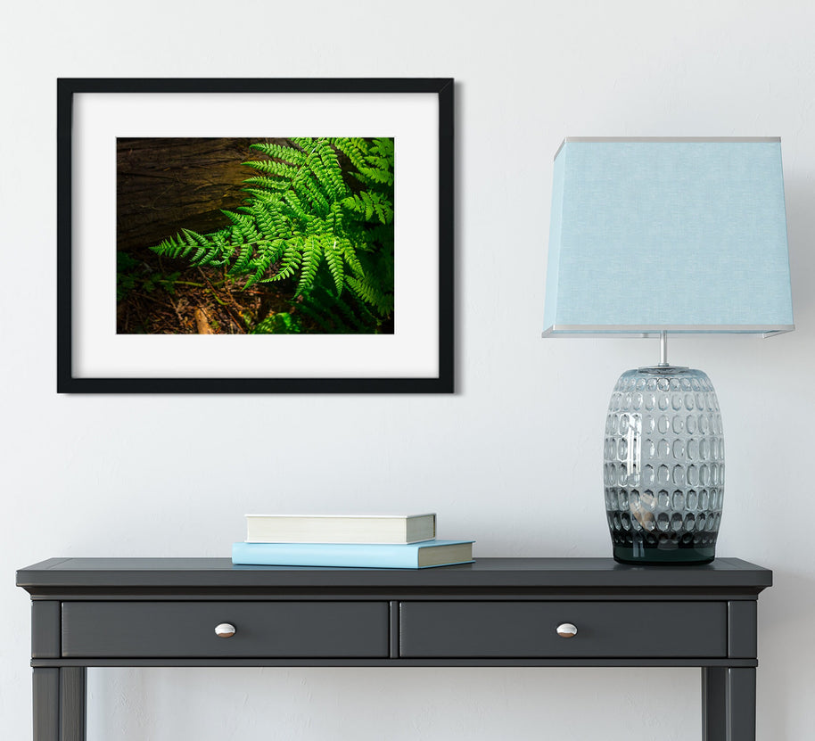 Glowing Green Fern Nature Photography
