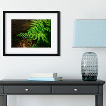 Glowing Green Fern Nature Photography