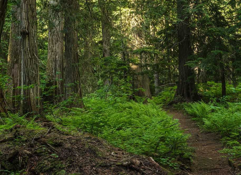 Trail of Ferns and Cedars Nature Photography