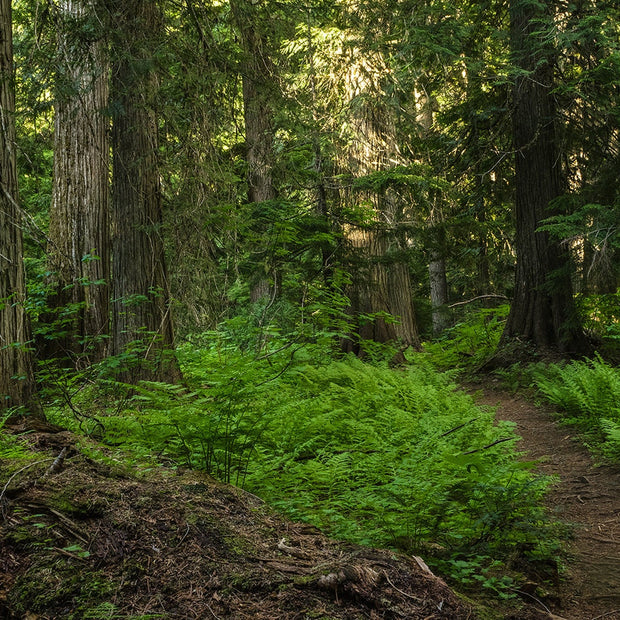 Trail of Ferns and Cedars Nature Photography