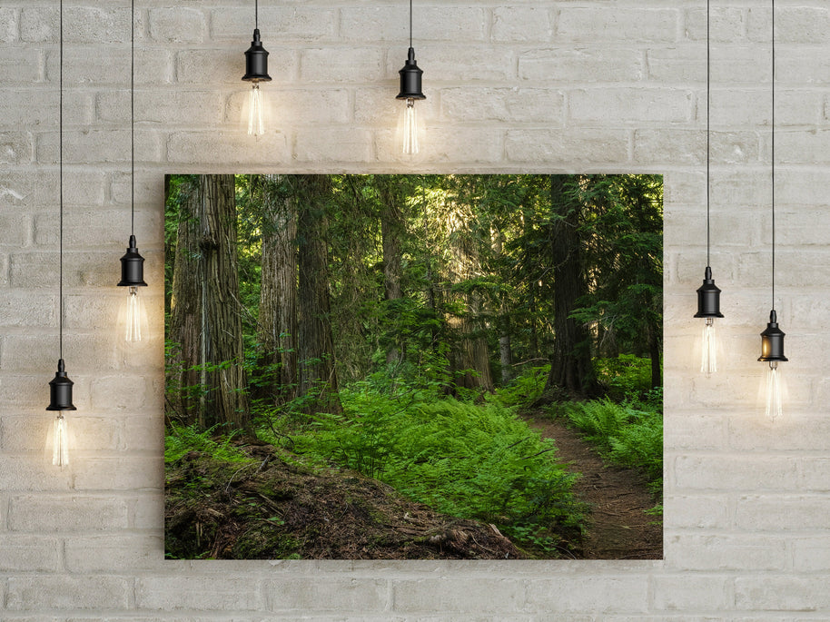 Trail of Ferns and Cedars Nature Photography