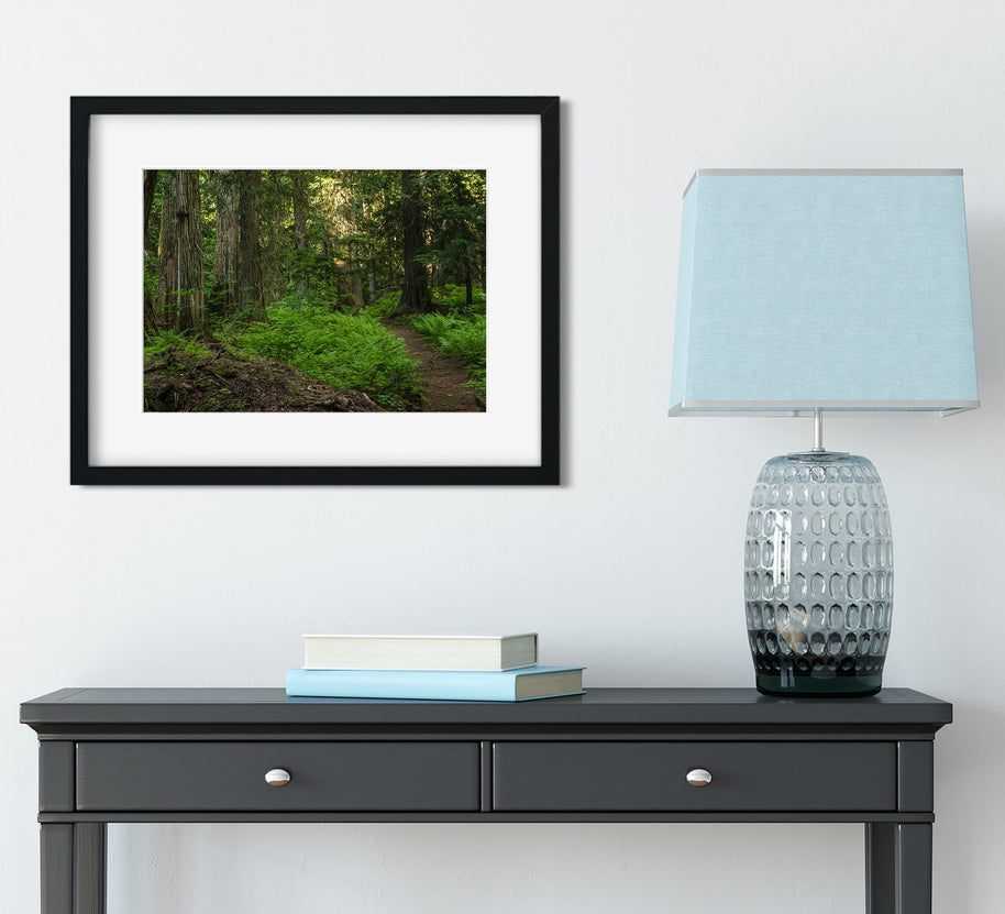 Trail of Ferns and Cedars Nature Photography
