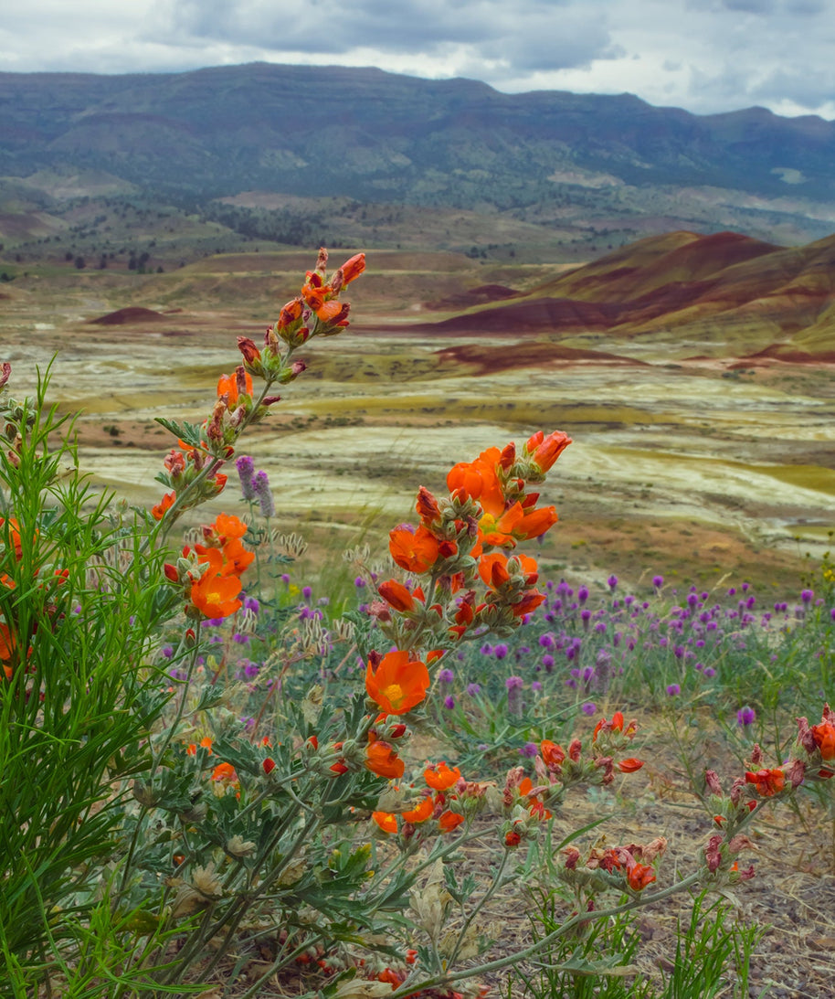 Oregon Painted Hills Nature Photography Globemallow