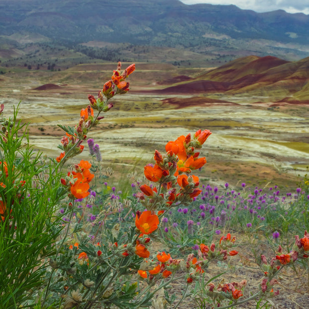Oregon Painted Hills Nature Photography Globemallow