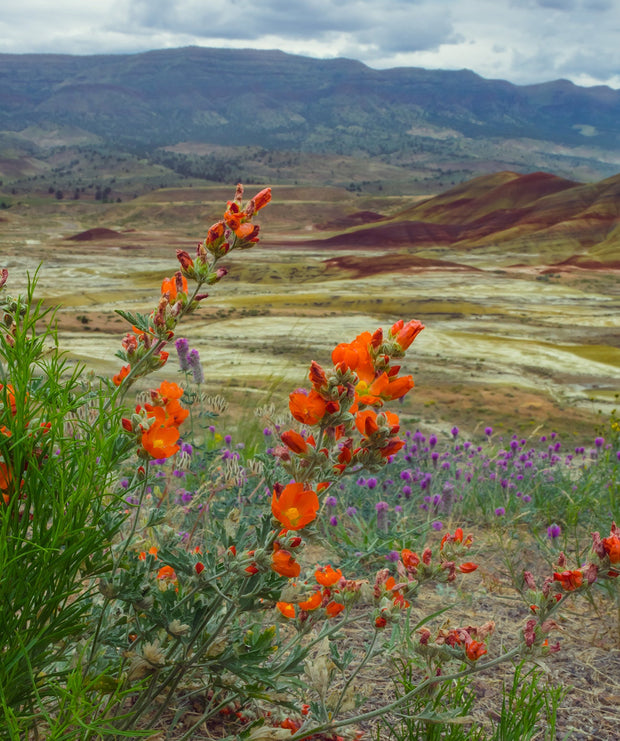Oregon Painted Hills Nature Photography Globemallow
