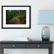 Mossy Hiking Trail Wall Art Print Cedar Forest Photography