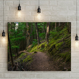 Mossy Hiking Trail Wall Art Print Cedar Forest Photography