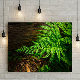 Glowing Green Fern Nature Photography
