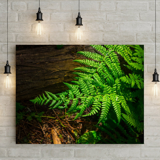 Glowing Green Fern Nature Photography