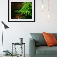 Glowing Green Fern Nature Photography