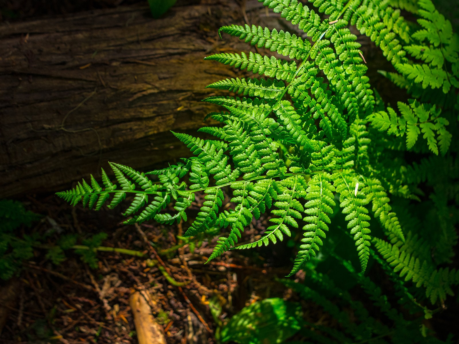 Glowing Green Fern Nature Photography