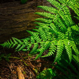 Glowing Green Fern Nature Photography