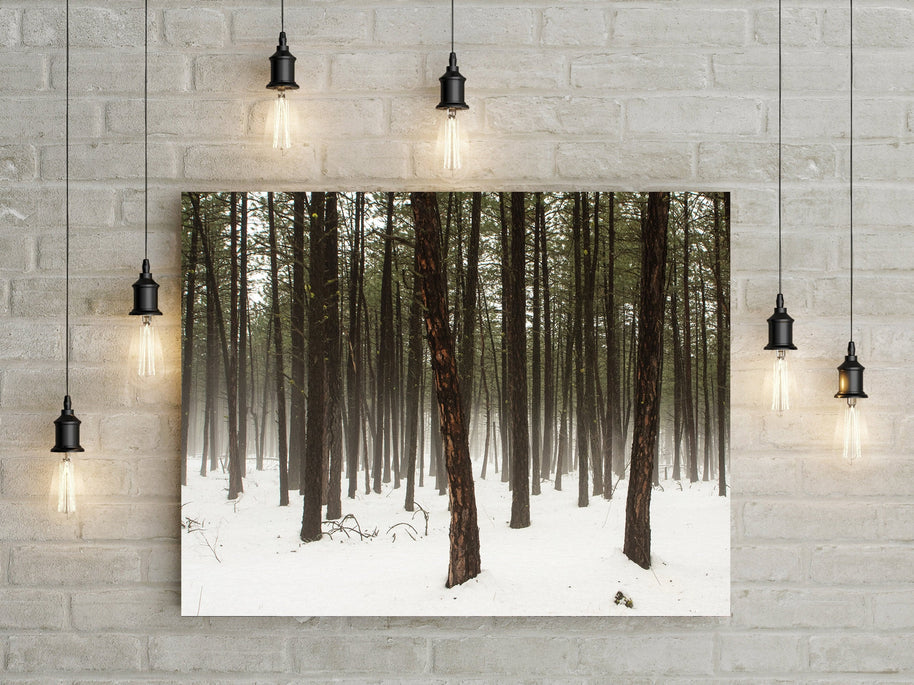 Foggy Pine Trees Minimalist Wall Art Washington Nature